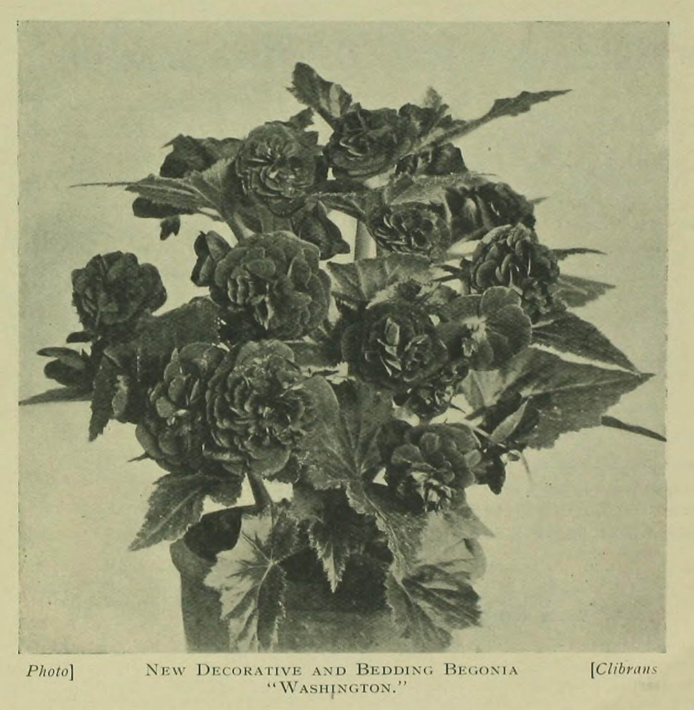 B. ‘Washington’